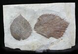 & Fossil Leaf (Beringiaphyllum) - Montan #23053-1